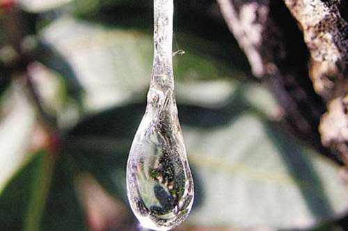  Η μαστίχα αλλιώς   