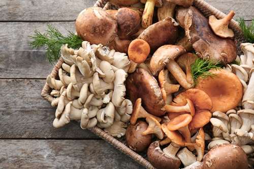 Μανιτάρια, το άρωμα του δάσους