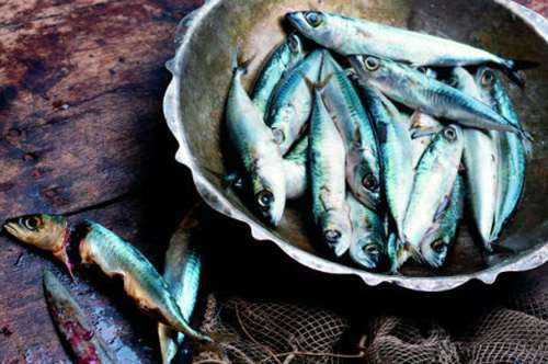 Αυγουστιάτικες ψαριές