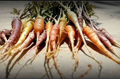 Νέοι καλλιεργητές: επιστροφή στη φυσική καλλιέργεια, τους παλιούς σπόρους, την τοπική παραγωγή