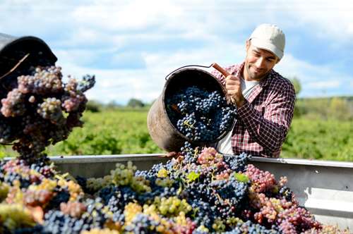 Κρασιά χωρίς θειώδη από την Boutari