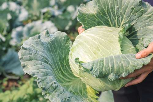 Λάχανο και λαχανίδες, μια πολύ νόστιμη οικογένεια!