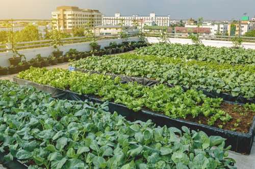 Φτιάχνουμε λαχανόκηπο στην ταράτσα!