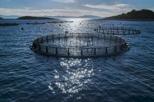 Όσα πρέπει να ξέρετε για τη διατροφική αξία του ψαριού