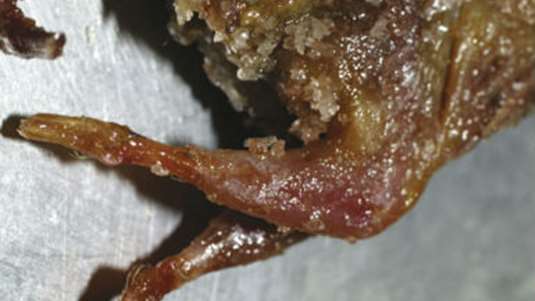 Ορτύκια πασπαλάς