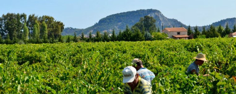 Σπάνιες ελληνικές ποικιλίες στο ποτήρι -μέρος Β