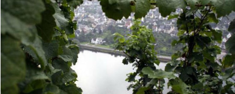 Το Riesling στον Οίνο τον Αγαπητό
