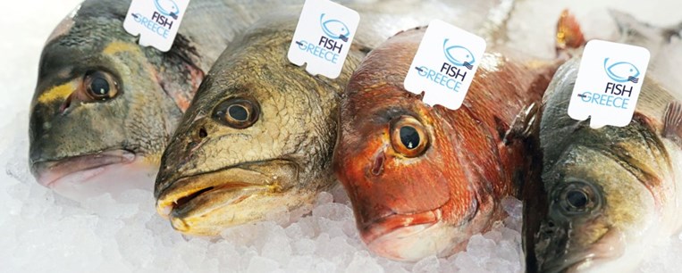 Fish from Greece: ψάρι με ταυτότητα, από ελληνικά νερά 