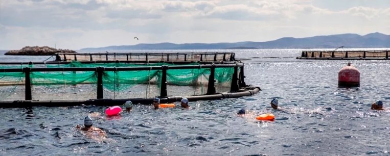 Κολυμβητές της ομάδας WeSwim κολύμπησαν δίπλα σε κλωβούς ιχθυοκαλλιέργειας